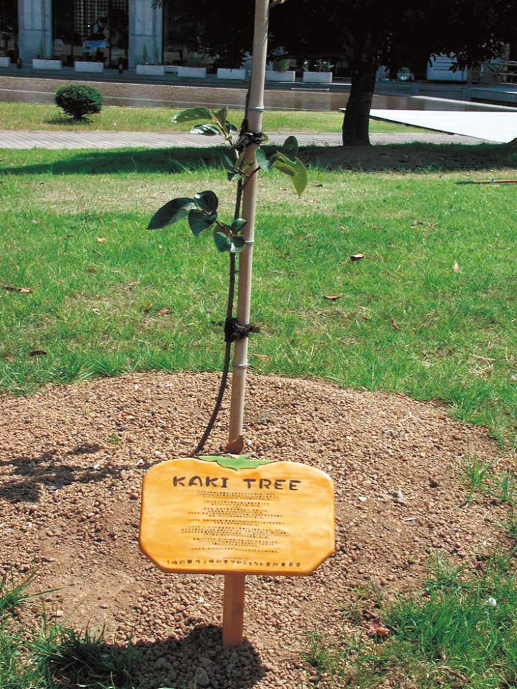 （C）Kaki Tree Project, Courtesy of Akio Nagasawa Gallery。