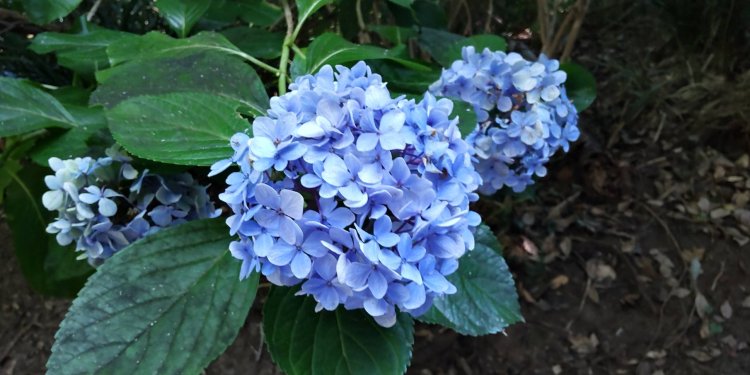 涼しいせいか（？）日陰では8月なのに紫陽花を発見！
