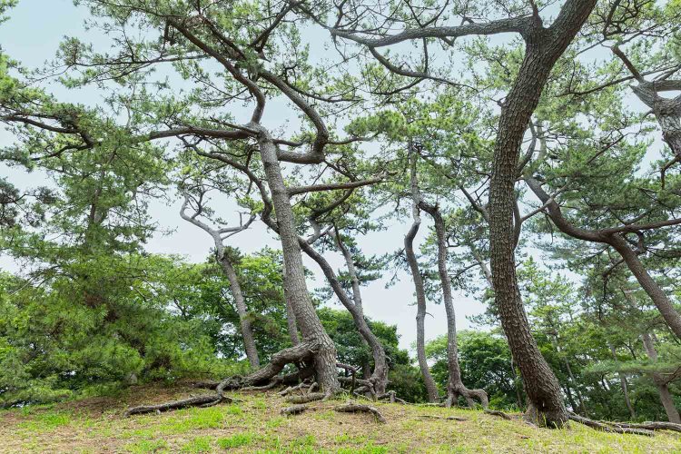 稲毛浅間神社裏、稲毛公園には海岸に林立した松林の名残がある。