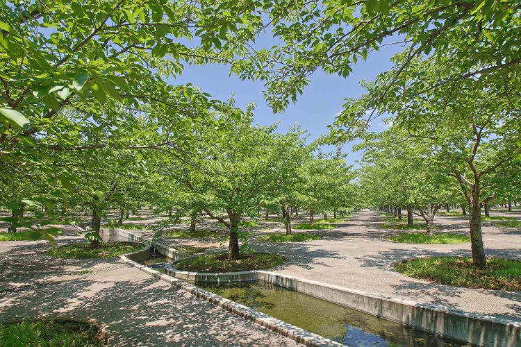 505本ものソメイヨシノが立ち並ぶさくら広場。夏は葉桜の木陰となり涼しい。10～17時（11～2月は～16時）、月休。