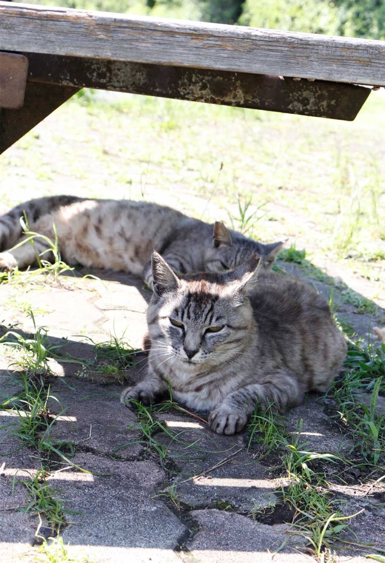 豊砂の浜に至る幕張海浜公園Gブロックの芝生広場は草木が茂り、ネコたちの格好の昼寝スポット。