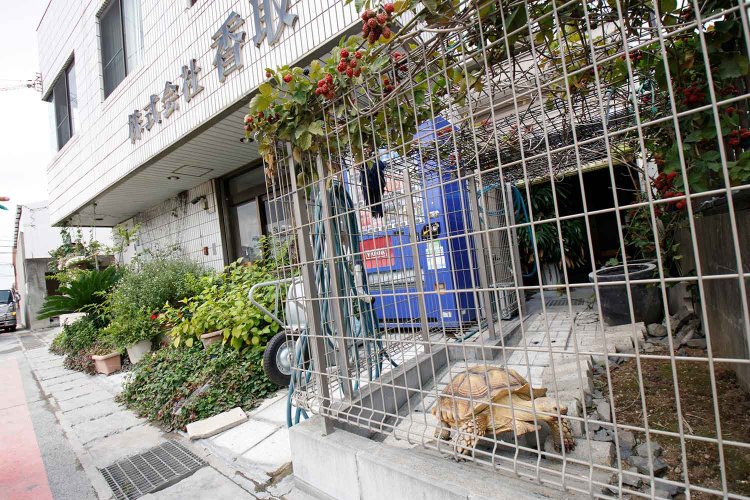 リクガメのカゲトラちゃんは9歳。総合建材会社『香取』の玄関横で愛嬌を振りまく。