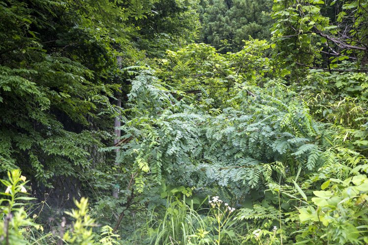 留置線の延長線を伝っていくと森となり、目の前に立つと架線柱がチラッと見えた。