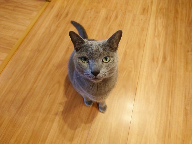 恋に狂うあまり女三宮の猫を求めた柏木。らせん状の呪い、『源氏物語』で描かれる「理想」と「代替」の物語