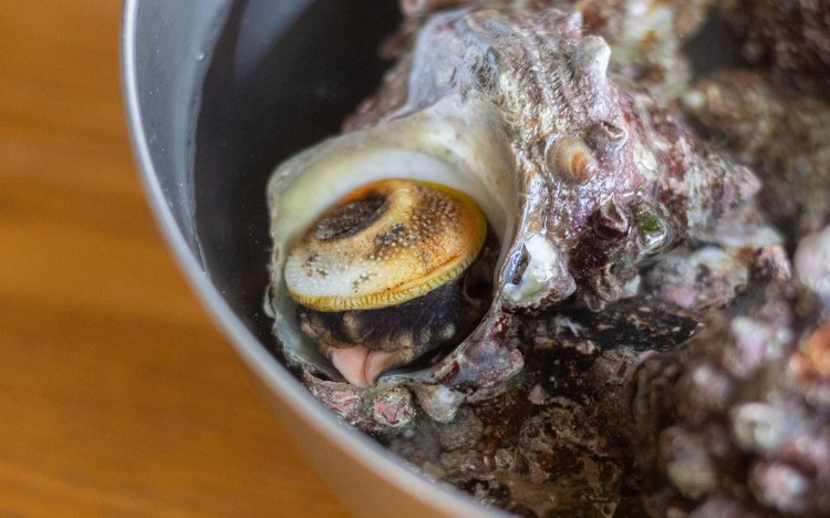 【東京おでんだね】おでんのサザエの調理方法