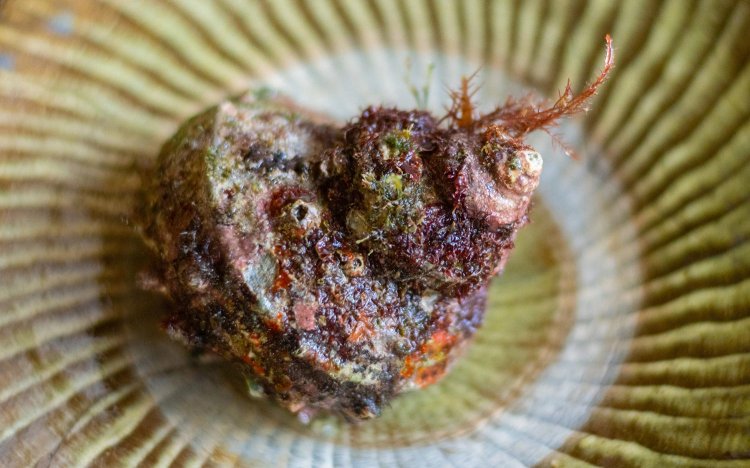 【東京おでんだね】おでんのサザエの調理方法