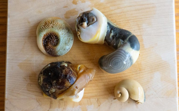 左上：蓋、右上：貝柱と内臓、左下：身（足）とヒモ（外套膜）、右下：生殖腺。