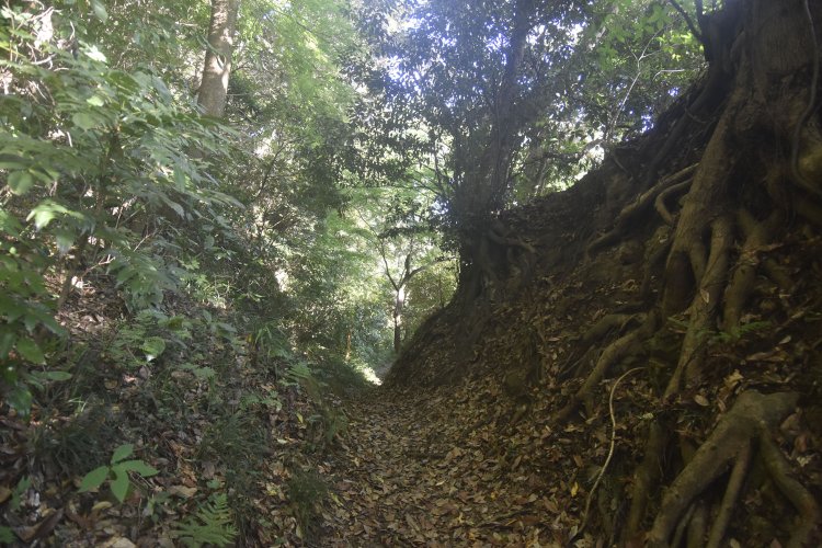 大仏切通と呼ばれる場所。ここは上から矢を射かけるのに適した形をしている。