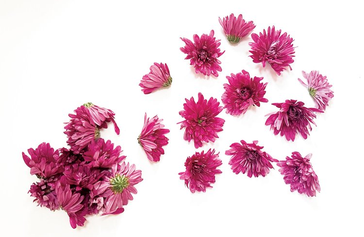 野菜売り場では、食用菊「もってのほか」が爛漫。