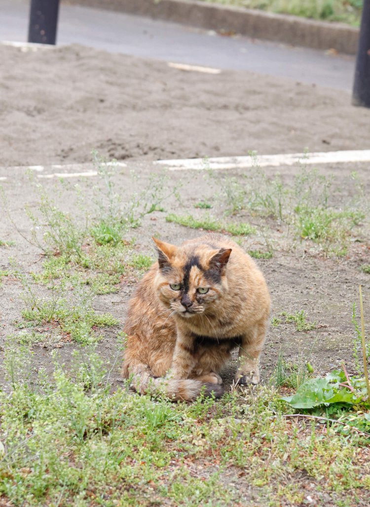 小竹向原の公園にいた面白顔の猫。