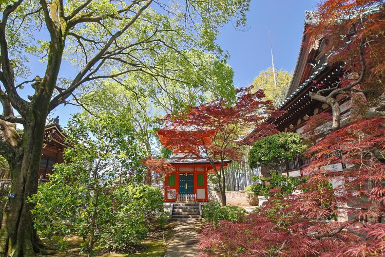 庭が美しい愛染院。