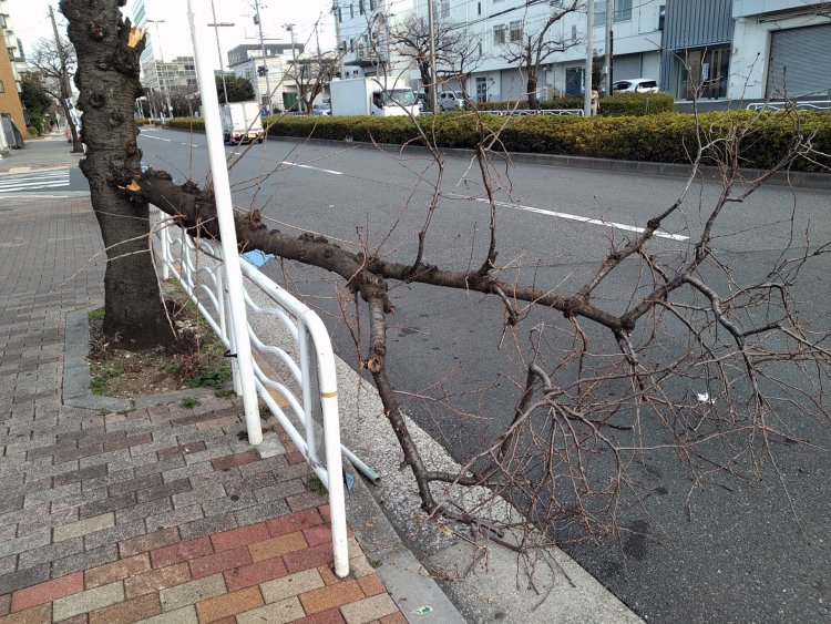 強い風で木が倒れ、物が飛ばされることも。散歩中に被害に遭わないように注意したい（画像＝写真AC）。