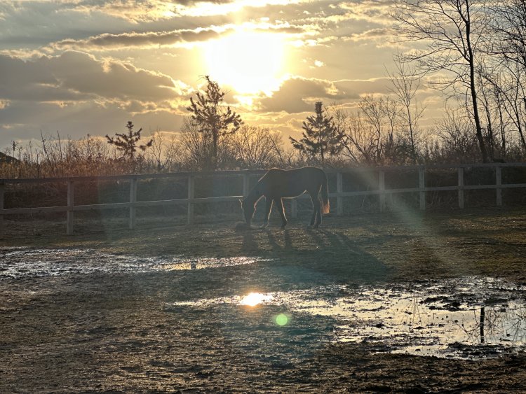朝日を浴びる『珠洲ホースパーク』。水たまりになっているのは地震で起こった液状化によるもの。