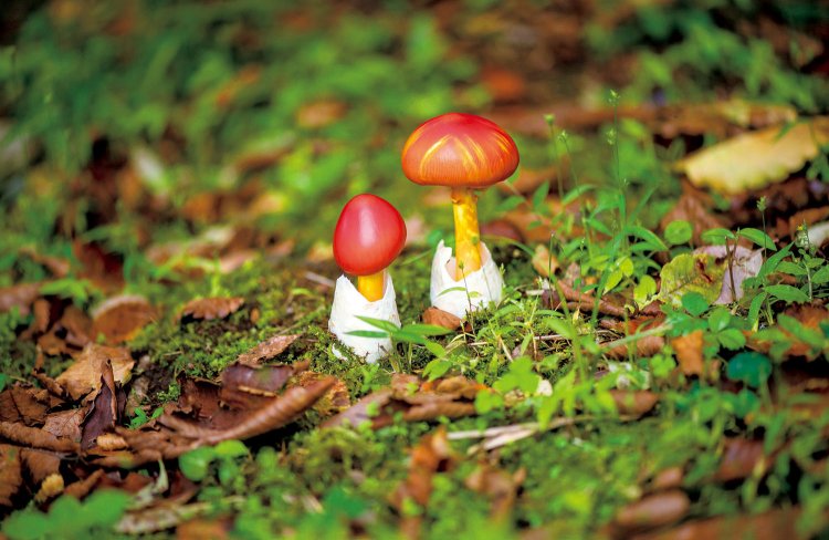 戸倉山は、エメラルドグリーンのしろ池（写真上）も心に残ったという南野さん。鮮やかな赤が目を引くタマゴタケにもびっくり（写真＝PIXTA）。