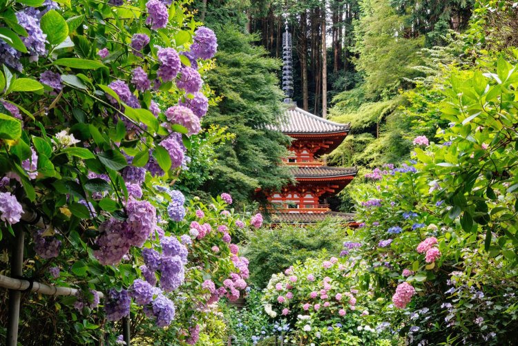 室町時代建立の三重塔の周囲を埋めつくすアジサイが見事。