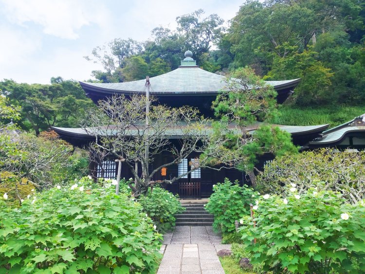 晩夏には白いフヨウの花が本堂前に咲く。桜や水仙、アジサイなどでも有名な花の寺だ。