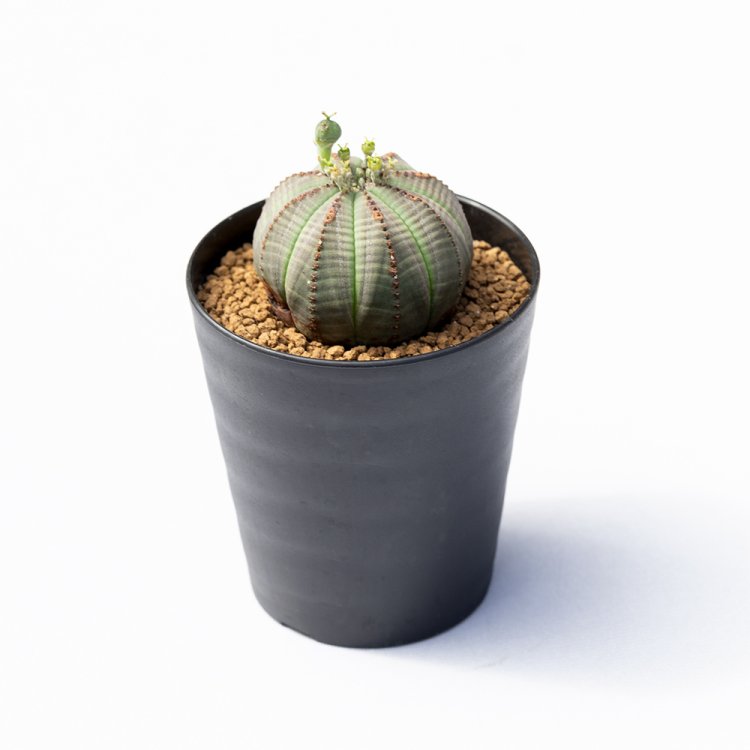 ユーフォルビア オベサ2200円。