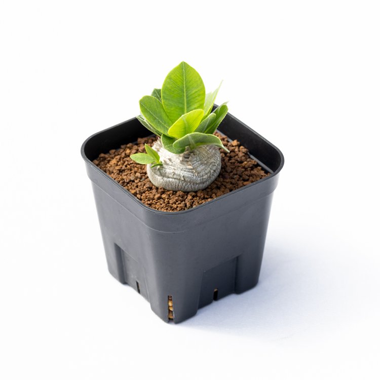 パキポディウム ブレビカウレ3300円。