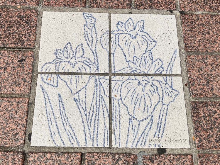 毎日多くの人が行きかうハチ公前広場なので、すっかり薄くなってしまっているハナショウブ。ぜひ見つけてみてほしい。