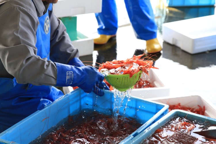 出雲崎漁港では15時30分からセリを開始。関係者に配慮し、荷捌（にさばき）所の外からなら見学可能。　