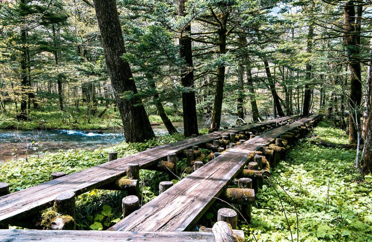 上高地を象徴する河童橋（上）を渡り、梓川右岸歩道を10分ほど歩くと、原生林に囲まれた岳沢湿原へ着く。徳澤への行き帰りに寄ってもいい（写真〈2点とも〉＝上高地観光旅館組合）。