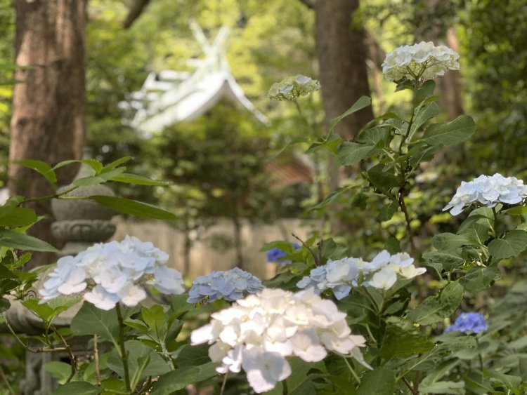 神苑はアジサイの隠れた名所で、6月上旬から中旬に見頃を迎える。