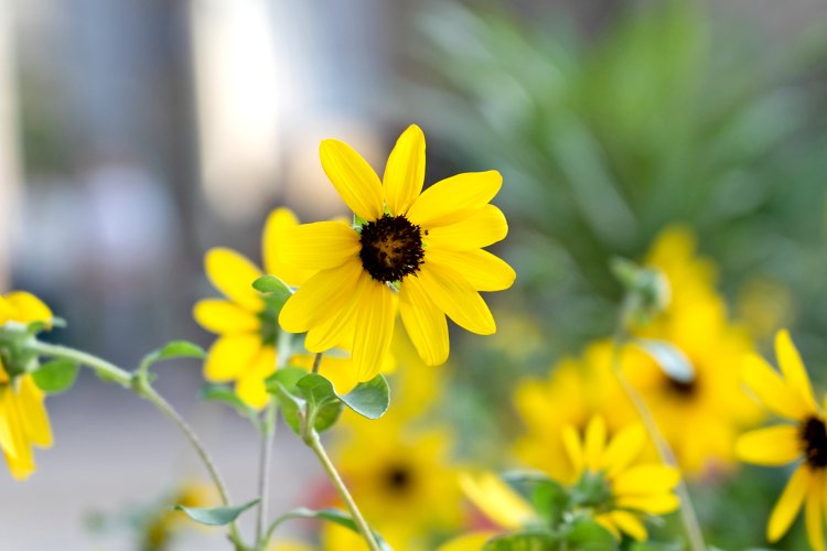 撮影場所（上・下）：ノースゲートビルディング 10階 和らぎの庭。