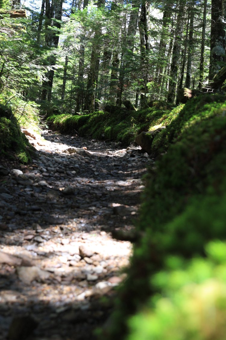苔の名所・ 北八ヶ岳に近いため、道中には美しい苔も。