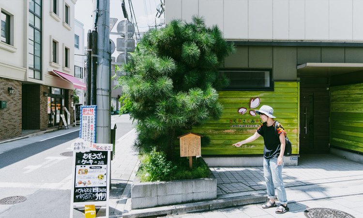 ところどころに松が植わっている。東海道二十七番目の袋井宿から寄贈されているとのこと。