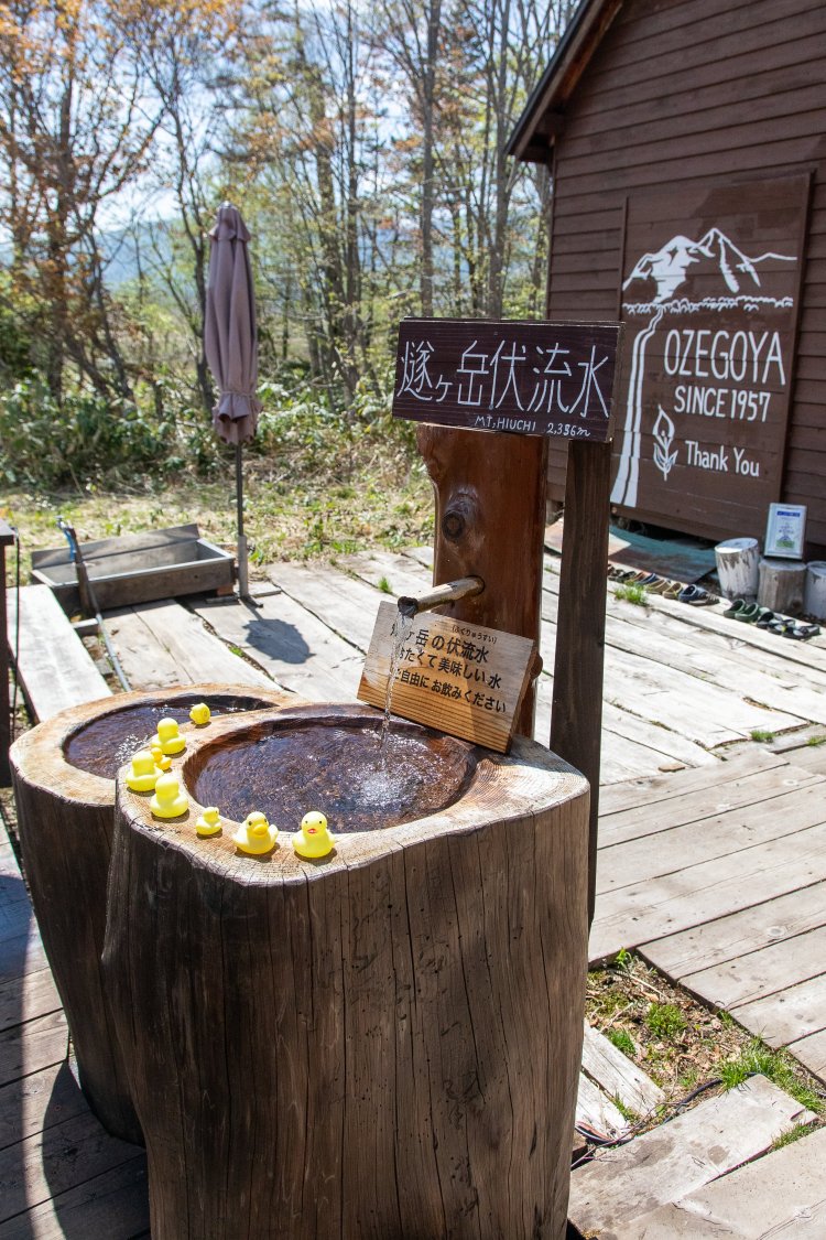 尾瀬の豊富な湧き水は山々からの恵み。 感謝していただこう。