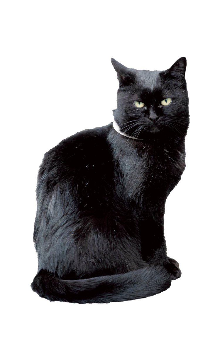 魚を食べているせいか、毛並みがきれいな看板猫のミーちゃん。「絶品の魚を味わって～」。