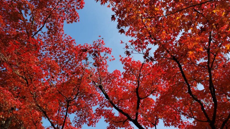 鮮やかな紅葉と青空のコントラスト。何度見ても飽きない美しさがある。