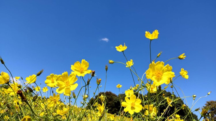 すっきりとした青空に「秋桜（コスモス）」がよく映える。