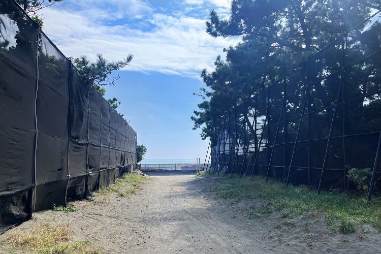 たまに松林の間からチラ見えする海。