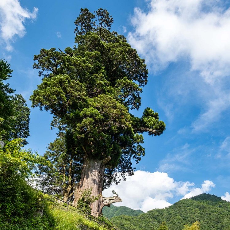 自然豊かな西丹沢の山並みが背後に広がる箒杉。