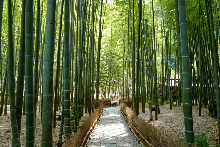 竹の庭に石仏や石灯籠を置いた散策路も整備されている。