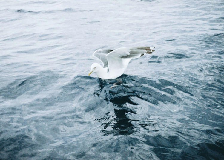 【camell】「LomoChrome Color ’92 Sun-kissed」レビュー