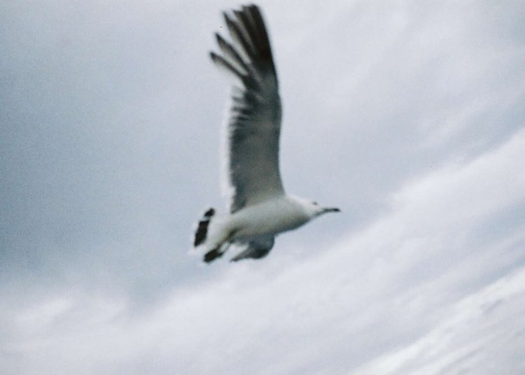 【camell】「LomoChrome Color ’92 Sun-kissed」レビュー