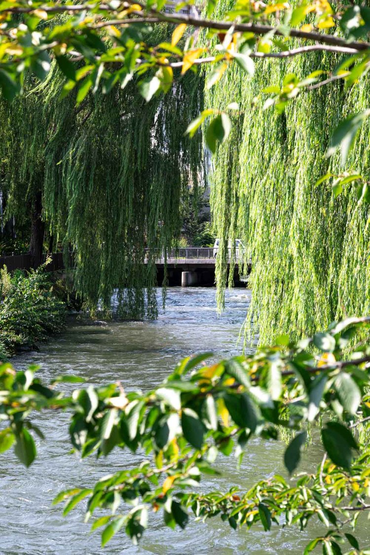 柳がイキイキ、豊かな水流の広瀬川。