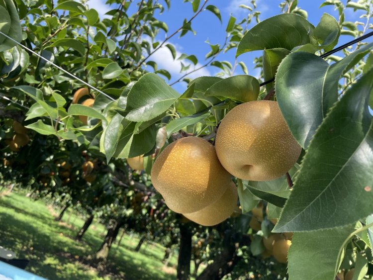 日本一大きな梨・愛宕（あたご）も豊田の名産。出荷の最盛期は例年11月（写真＝豊田市）。
