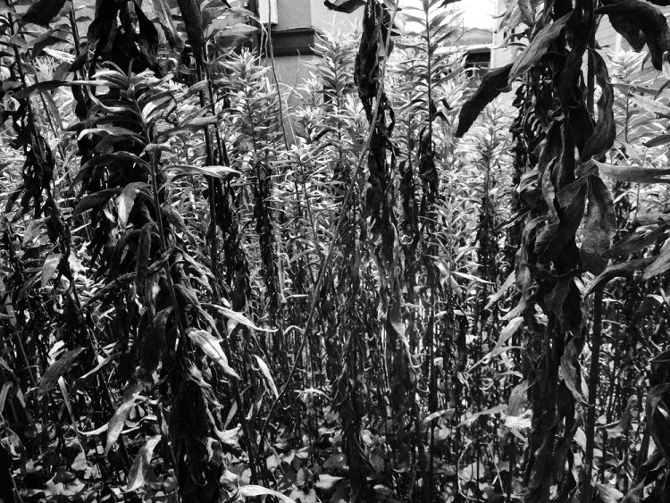 Daido Moriyama Photo Foundation, Courtesy of Akio Nagasawa Gallery。