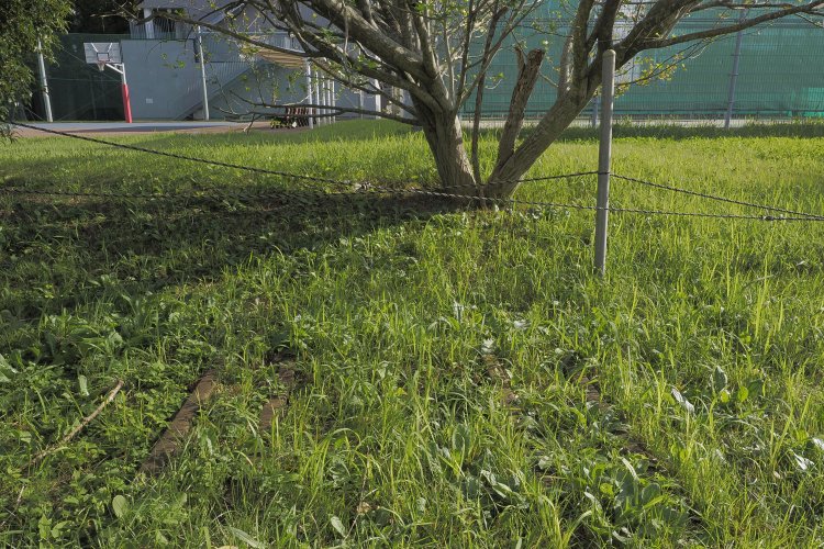 1067mm軌間のレールだけでなく、より一層狭い幅のレールも残されていた（2024年10月撮影）。