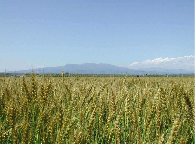 10GP79＿小麦大国01