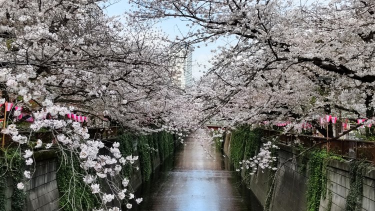 春には満開の桜を眺めて散歩できる目黒川沿い。