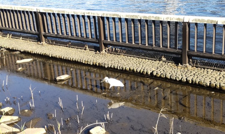 散歩を楽しんでいるのは私たち人間だけではないようだ。