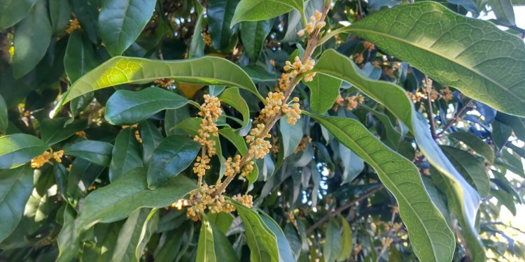 キンモクセイの甘い香りが漂う秋。