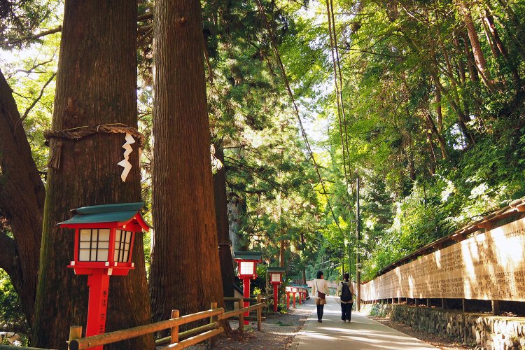 薬王院参道のスギ並木は東京都指定の天然記念物。平均的な樹齢は700年といわれ、参拝者を圧倒する巨木ばかり。