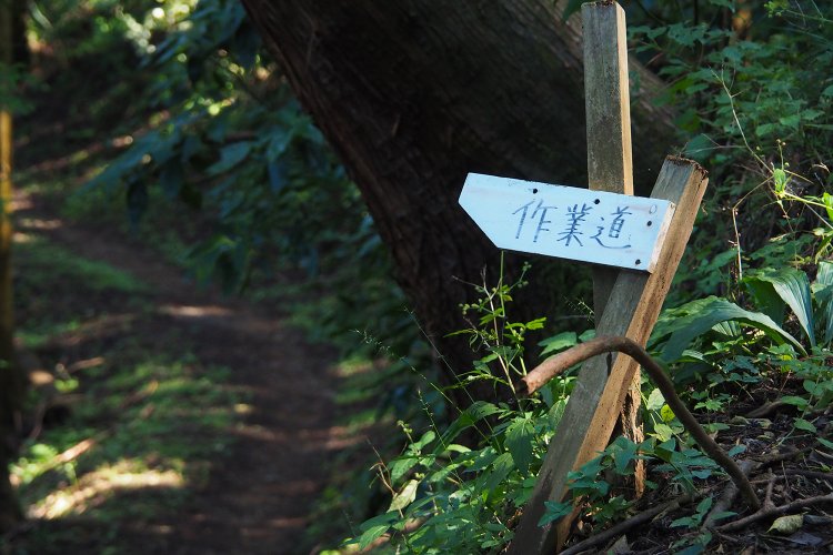 ハイキングコースとして案内されている道のほかに作業道や林道も多い。