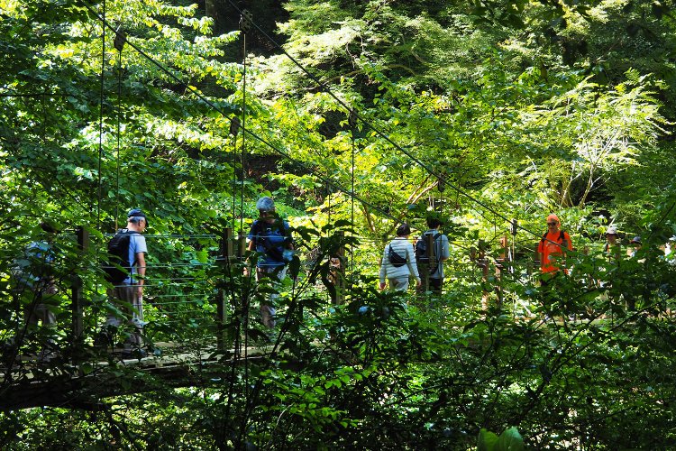 途中吊り橋もある4号路。