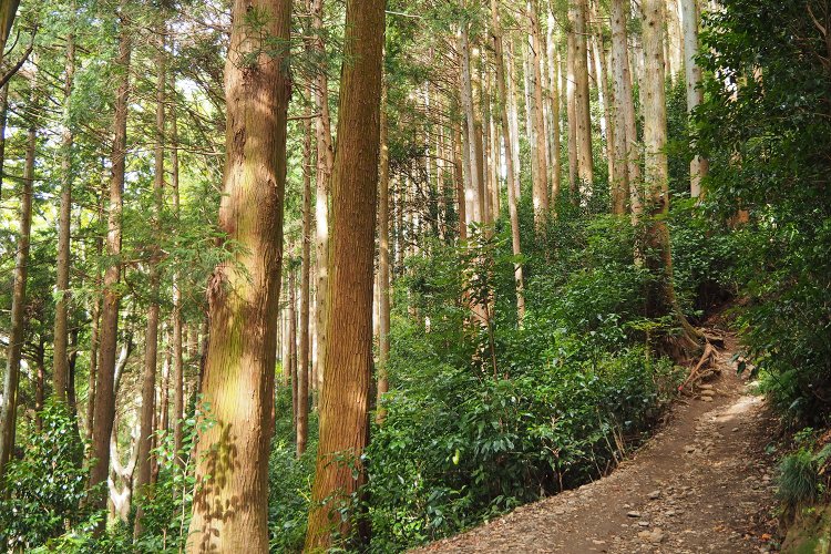 小仏峠〜景信山あたりの登山道。